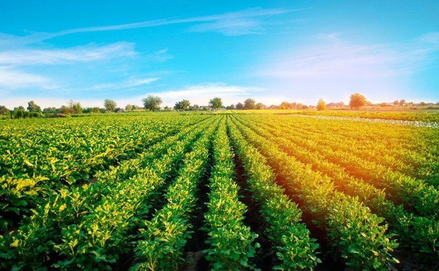 About Chemicals for<br /><strong>Agriculture</strong>