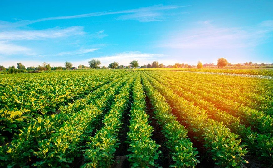 Sobre Produtos Qu&iacute;micos e a<br /><em><strong>Agricultura</strong></em>