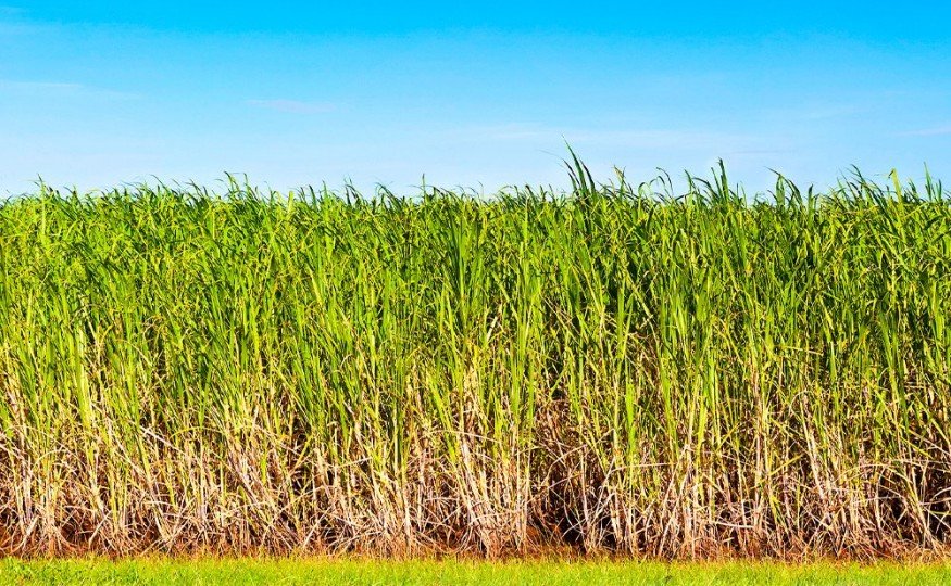 Produtos Qu&iacute;micos para<br /><strong>Ind&uacute;stria <em>Sucroenerg&eacute;tica</em></strong>