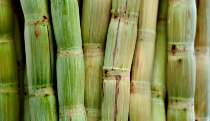 Onde Encontrar os Melhores Produtos Químicos para Indústria Sucroenergética