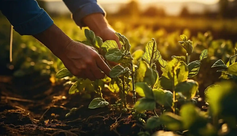 Ulexita na agricultura: por que ela é uma fonte de boro?